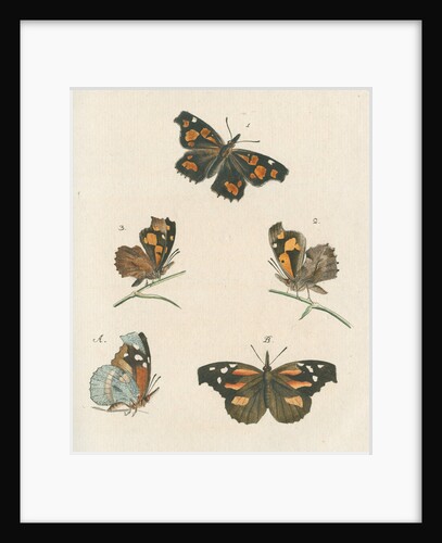 Nettle-tree butterfly by Johann Rudolf Schellenbur