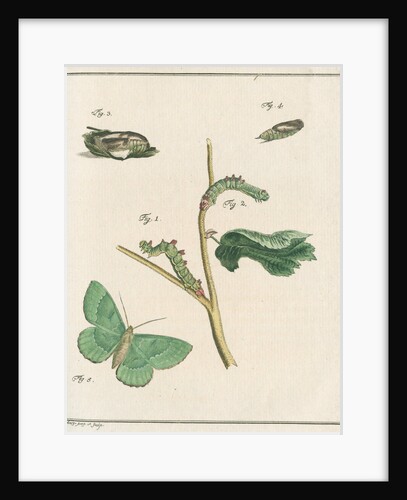 Large emerald moth by Johann Rudolf Schellenbur