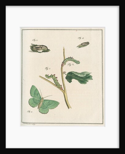 Large emerald moth by Johann Rudolf Schellenbur