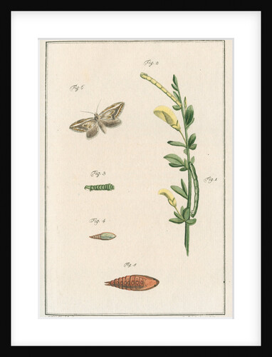 Broom moth by Johann Rudolf Schellenbur