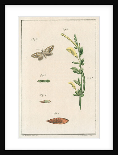 Broom moth by Johann Rudolf Schellenbur