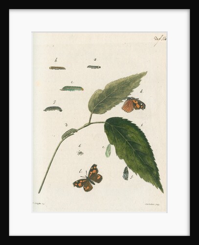 Nettle-tree butterfly by Johann Rudolf Schellenbur