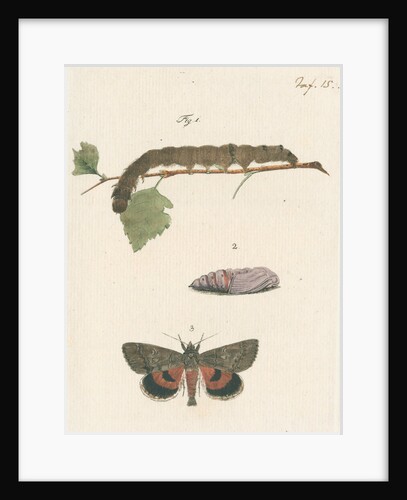 Nettle-tree butterfly by Johann Rudolf Schellenbur