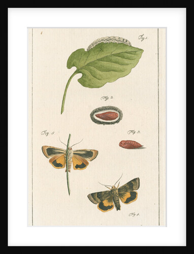 Langmaid's yellow underwing moth by Johann Rudolf Schellenbur