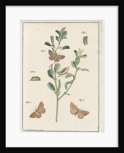 Rest harrow moth by Johann Rudolf Schellenbur