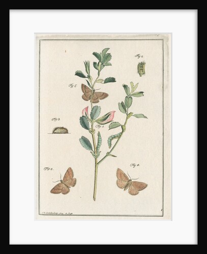 Rest harrow moth by Johann Rudolf Schellenbur