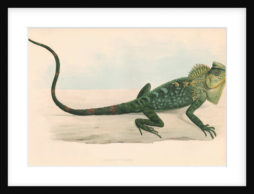 Lophyrus tigrinus by Unknown