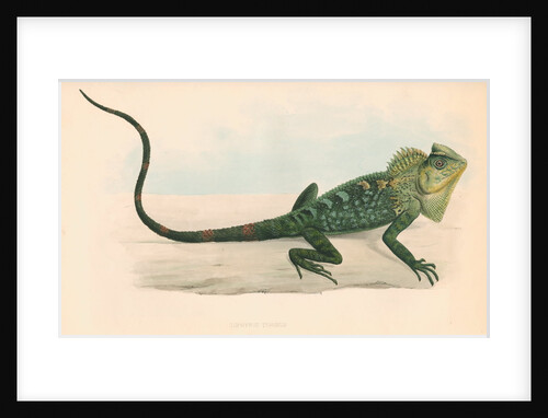Lophyrus tigrinus by unknown