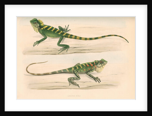 Lophyrus kuhlii by Unknown