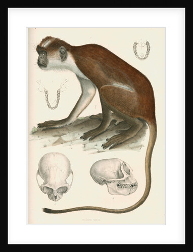 Colobus verus by unknown