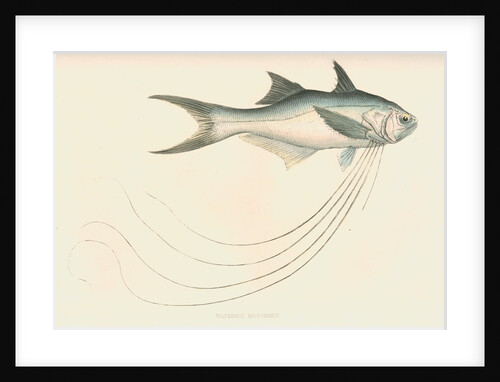 Polynemus macronemus by unknown