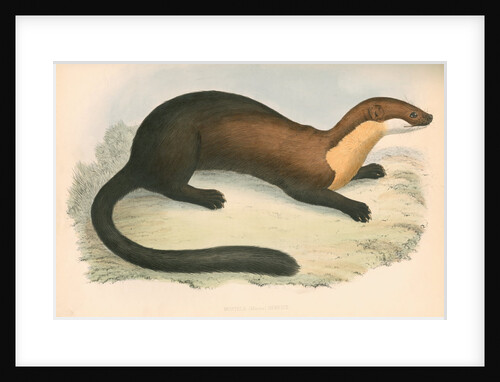 Mustela (martes) Henricii by unknown