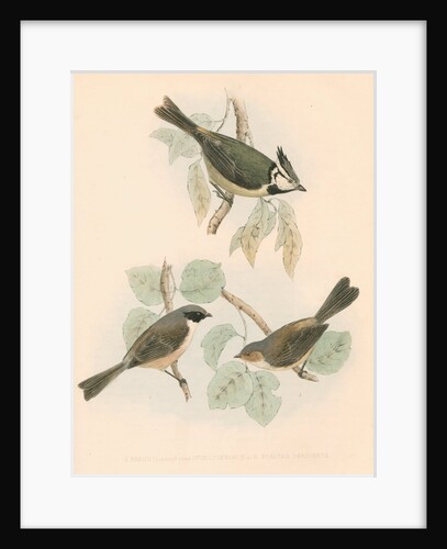 Studies of three birds by Unknown