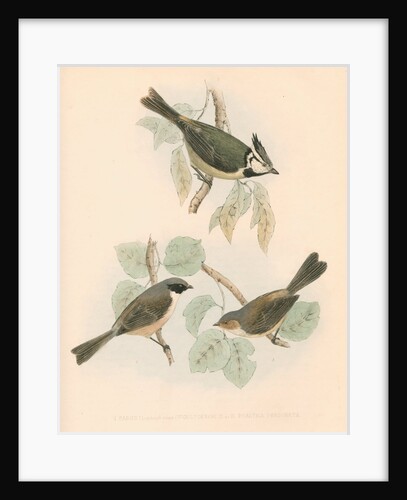 Studies of three birds by unknown