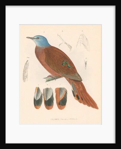 Columba (peristera) puella by unknown