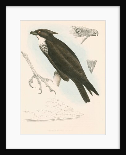 Machaerhamphus alcinus by Unknown