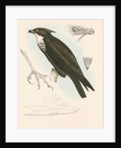 Machaerhamphus alcinus by unknown