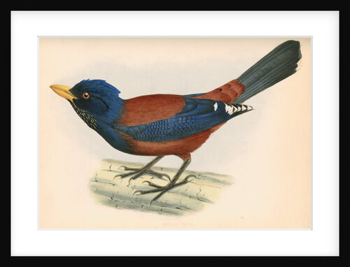 Garrulus lidthii by unknown