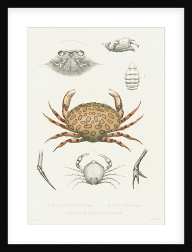 Studies of three crabs by Unknown