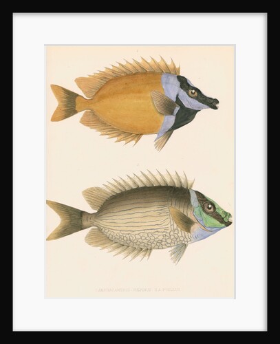 Studies of two fishes by Unknown