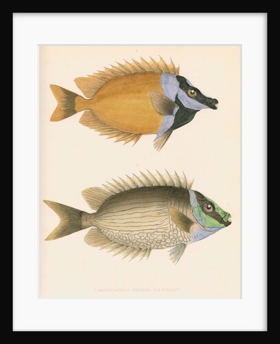 Studies of two fishes by unknown