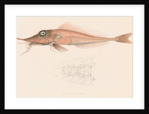 Peristedion laticeps by Unknown