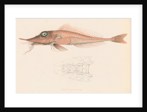 Peristedion laticeps by unknown