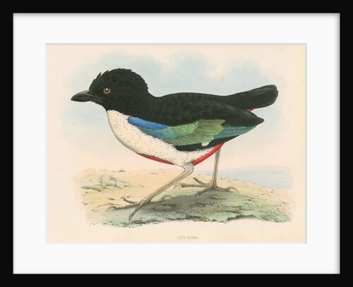 Pitta maxima by unknown