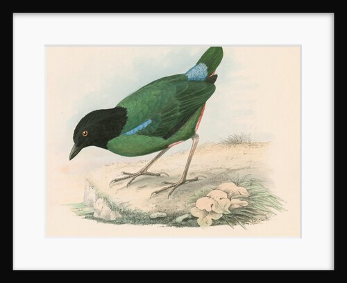 Pitta melanocephala by Unknown