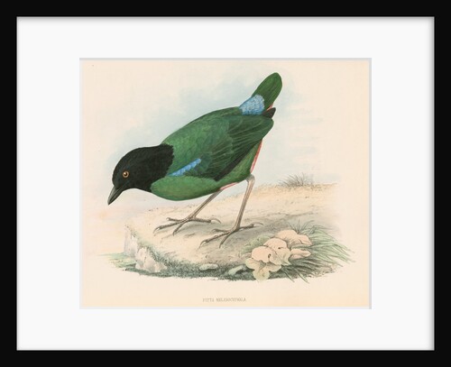 Pitta melanocephala by unknown