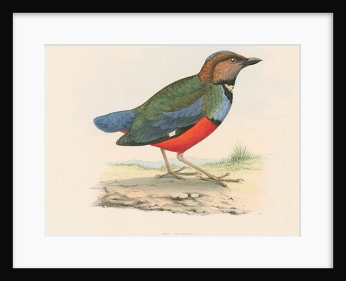 Pitta celebensis by Unknown