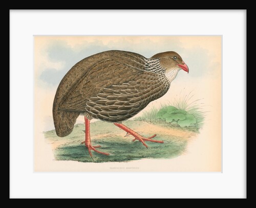 Francolinus ahantensis by unknown