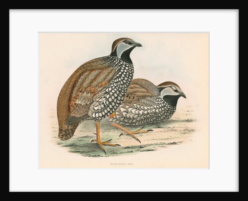 Francolinus pelii by unknown