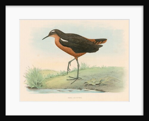 Tringa leucoptera by Unknown