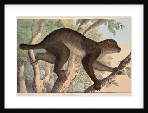 Stenops potto by Unknown