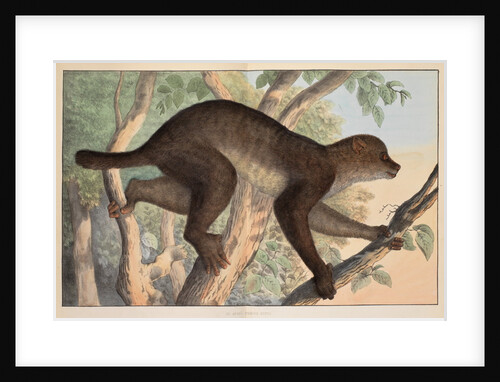 Stenops potto by unknown
