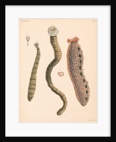 Sea cucumbers by Unknown