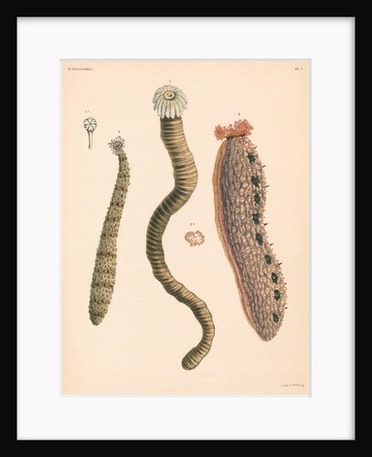 Sea cucumbers by unknown