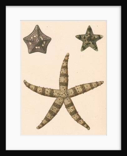 Sea stars by Unknown