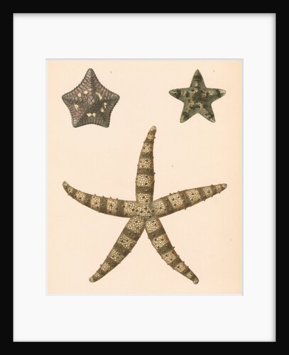 Sea stars by unknown