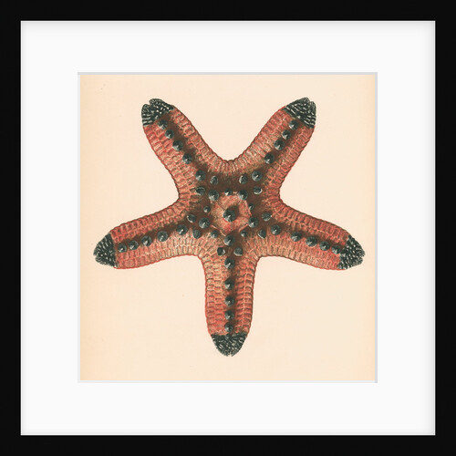 Oreaster muricatus by unknown