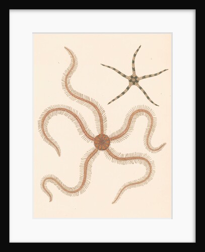 Brittle stars by Unknown