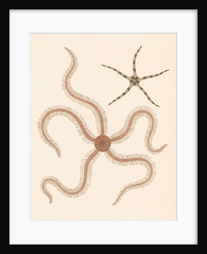 Brittle stars by unknown