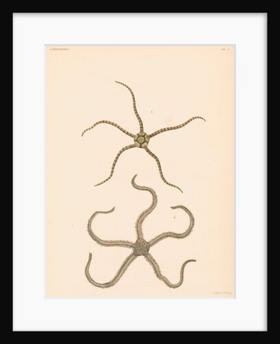 Brittle stars by Unknown