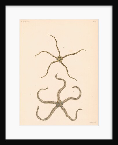 Brittle stars by unknown
