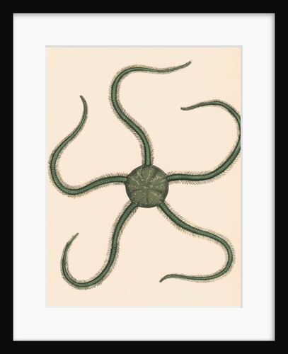 Ophiarachna incrassata by Unknown