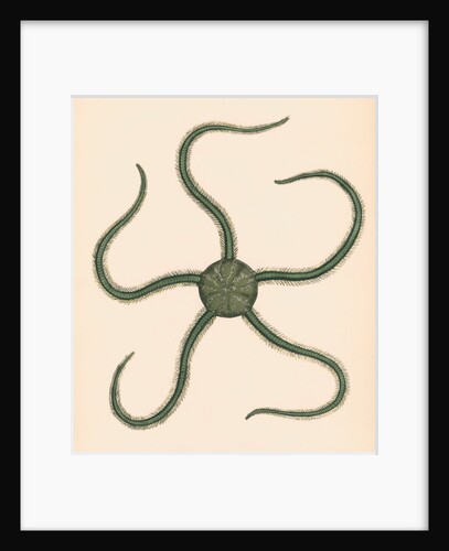 Ophiarachna incrassata by unknown