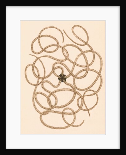 Ophiothrix longipeda by Unknown