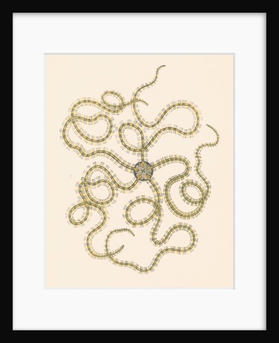 Ophiothrix serrata by unknown
