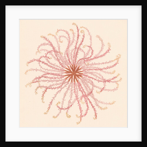 Comatula novae guineae by Unknown